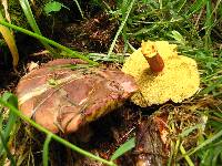 Boletus chrysenteron image