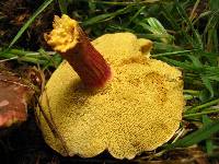 Boletus chrysenteron image