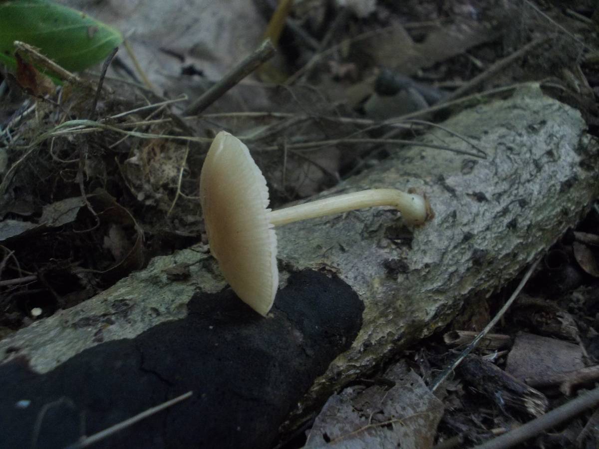 Pluteus semibulbosus image