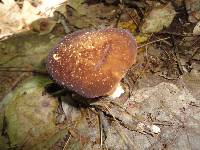 Xanthoconium affine image