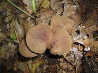 Phylloporus rhodoxanthus image