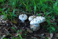 Amanita magniverrucata image