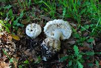 Amanita magniverrucata image