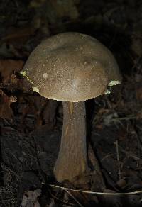 Boletus variipes image