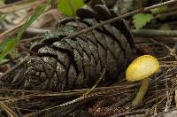 Boletus curtisii image