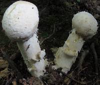 Hypomyces hyalinus image