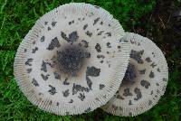 Amanita rhacopus image