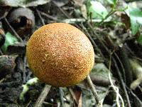 Boletus rubellus image