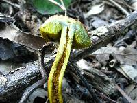 Boletus rubellus image