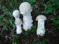 Hypomyces hyalinus image