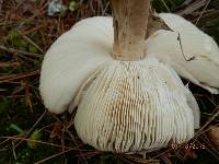 Amanita brunnescens image