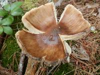 Amanita brunnescens image