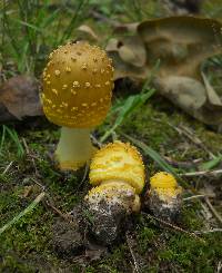 Amanita flavorubens image
