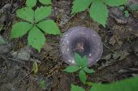 Russula mariae image