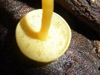 Tricholomopsis aurea image