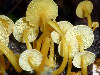 Tricholomopsis aurea image