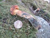 Boletus discolor image