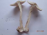 Amanita brunnescens image