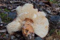 Lactarius volemus image