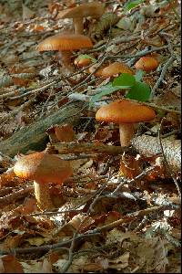 Tricholoma aurantium image