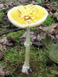 Amanita frostiana image