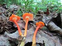 Hygrocybe miniata image