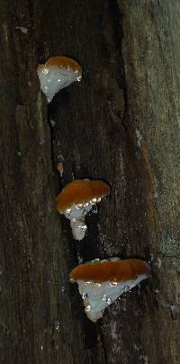 Fomitopsis spraguei image