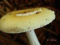 Amanita praecox image