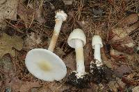 Amanita aestivalis image