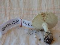 Amanita austrostraminea image