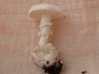 Amanita austrostraminea image