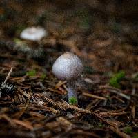 Inocybe lilacina image