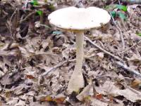 Amanita ravenelii image