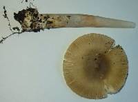 Amanita ceciliae image