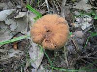 Cortinarius distans image