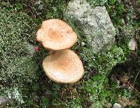 Lactarius rimosellus image