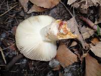 Russula pectinatoides image