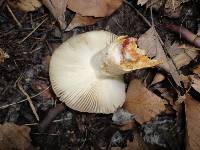 Russula pectinatoides image