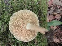 Lactarius fumosus image