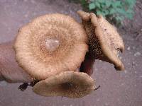 Paxillus involutus image