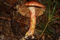 Cortinarius bolaris image