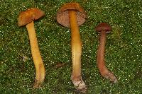 Hygrocybe purpureofolia image