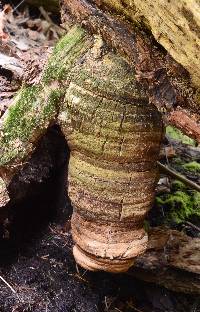 Fomitopsis officinalis image