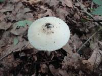 Amanita murrilliana image