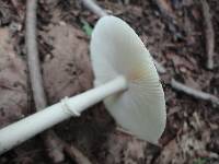 Amanita murrilliana image