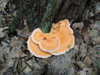 Laetiporus cincinnatus image