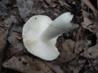 Russula modesta image