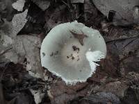 Russula modesta image