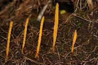 Clavaria flavipes image