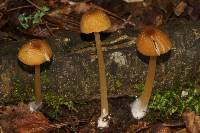 Entoloma formosum image